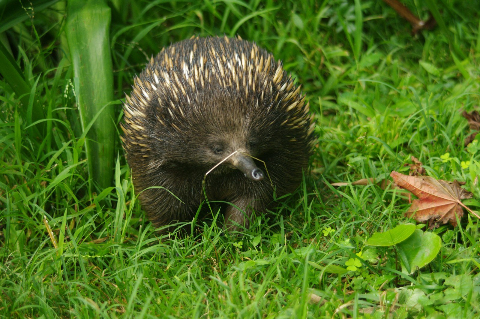 Ancient Aquatic Roots? Echidnas May Have Crawled Out of the Water, Not Into It