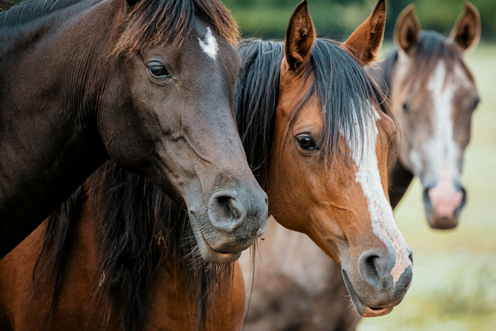 The Mustang Dilemma: Icons of the West or Invasive Species?