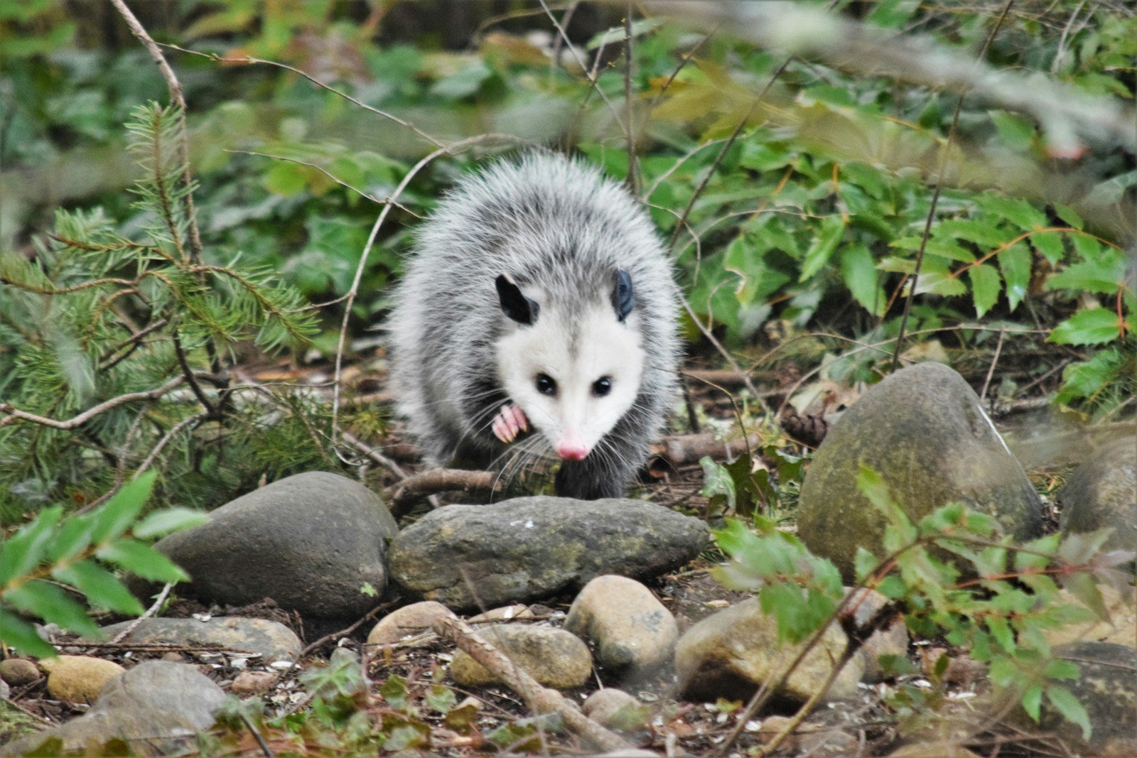 The Secret Nocturnal World of the North American Opossum — Nature’s Garbage-Eating Genius