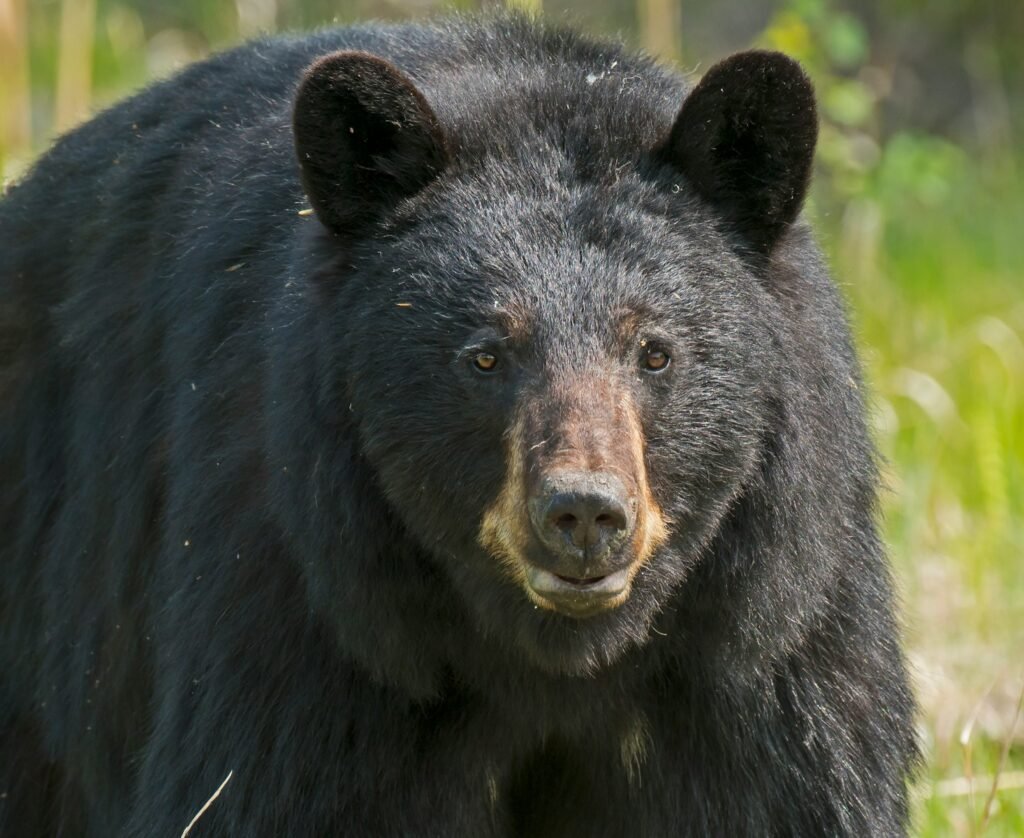 Black bear in close-up photography.