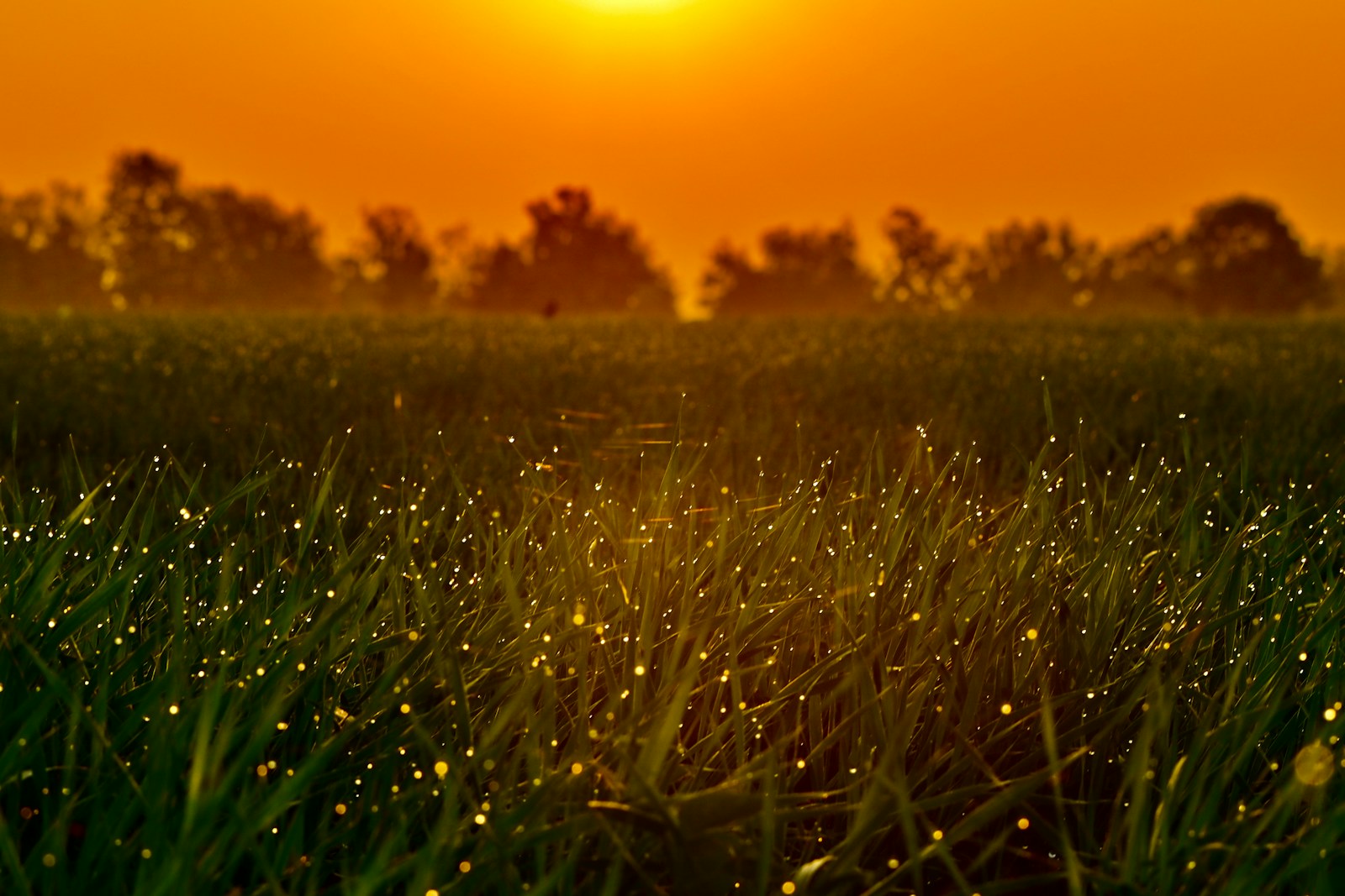 Why Pennsylvania’s Fireflies Put on a Better Light Show Than Vegas