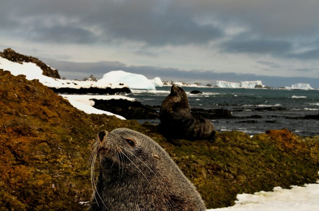 sea lion on rock formation under cloudy sky during daytime