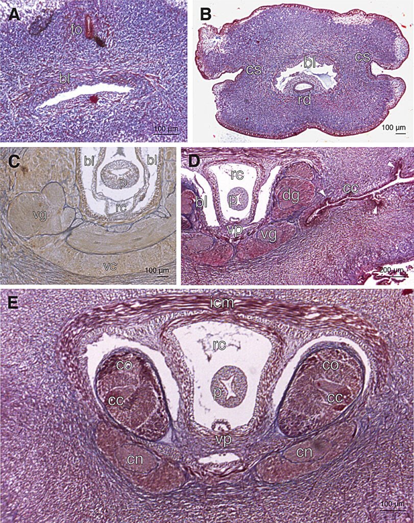 Histological sections of P. vigarae sp. nov. Credit: Royal Society Open Science (2025). DOI: 10.1098/rsos.250313