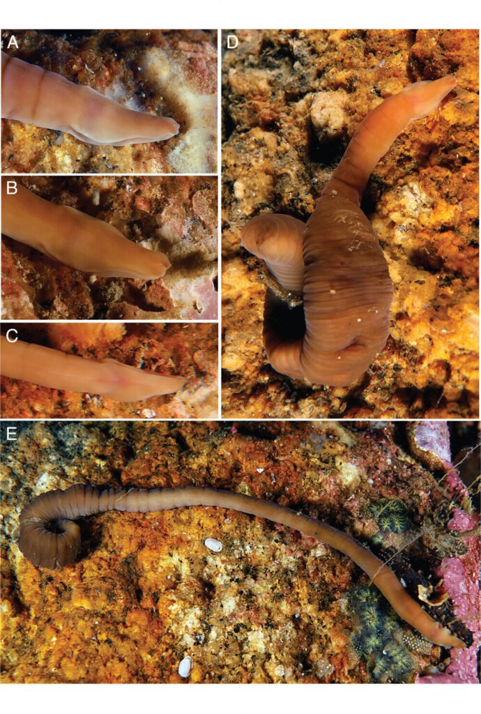 New species of ringworm resembling an accordion discovered in a Spanish estuary. Credit: Royal Society Open Science (2025). DOI: 10.1098/rsos.250313