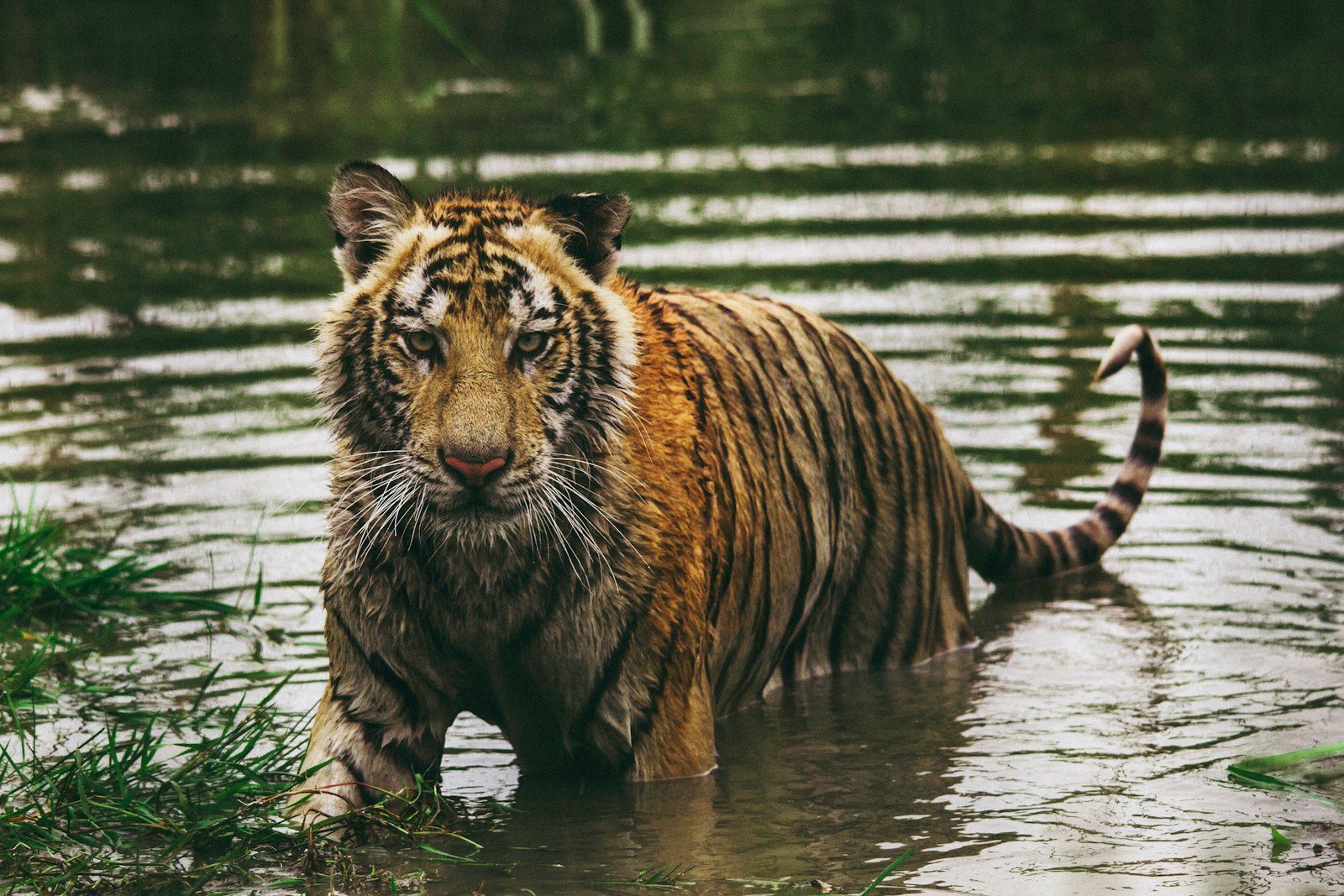 Sundarbans Tigers: Swimmers, Stalkers, and Masters of the Mangroves