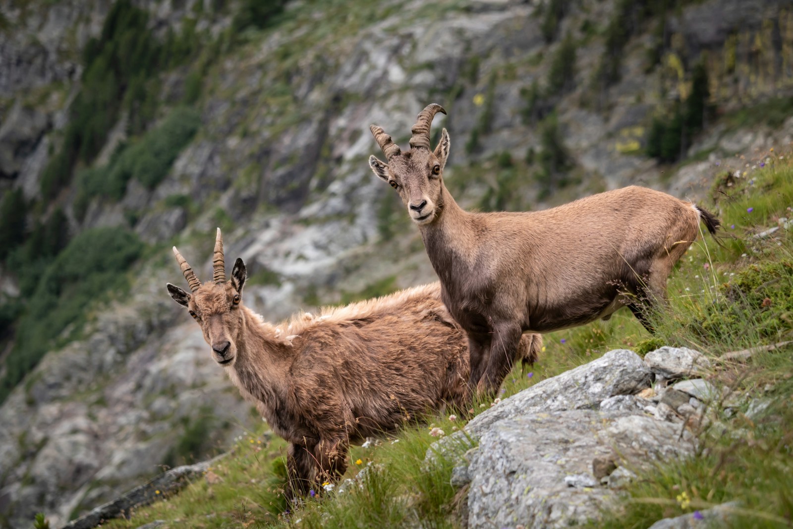 There Are Italian Goats That Casually Climb Vertical Dams Like It’s No Big Deal