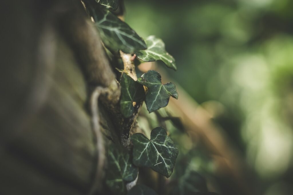 Macro photography of green leaf vines.