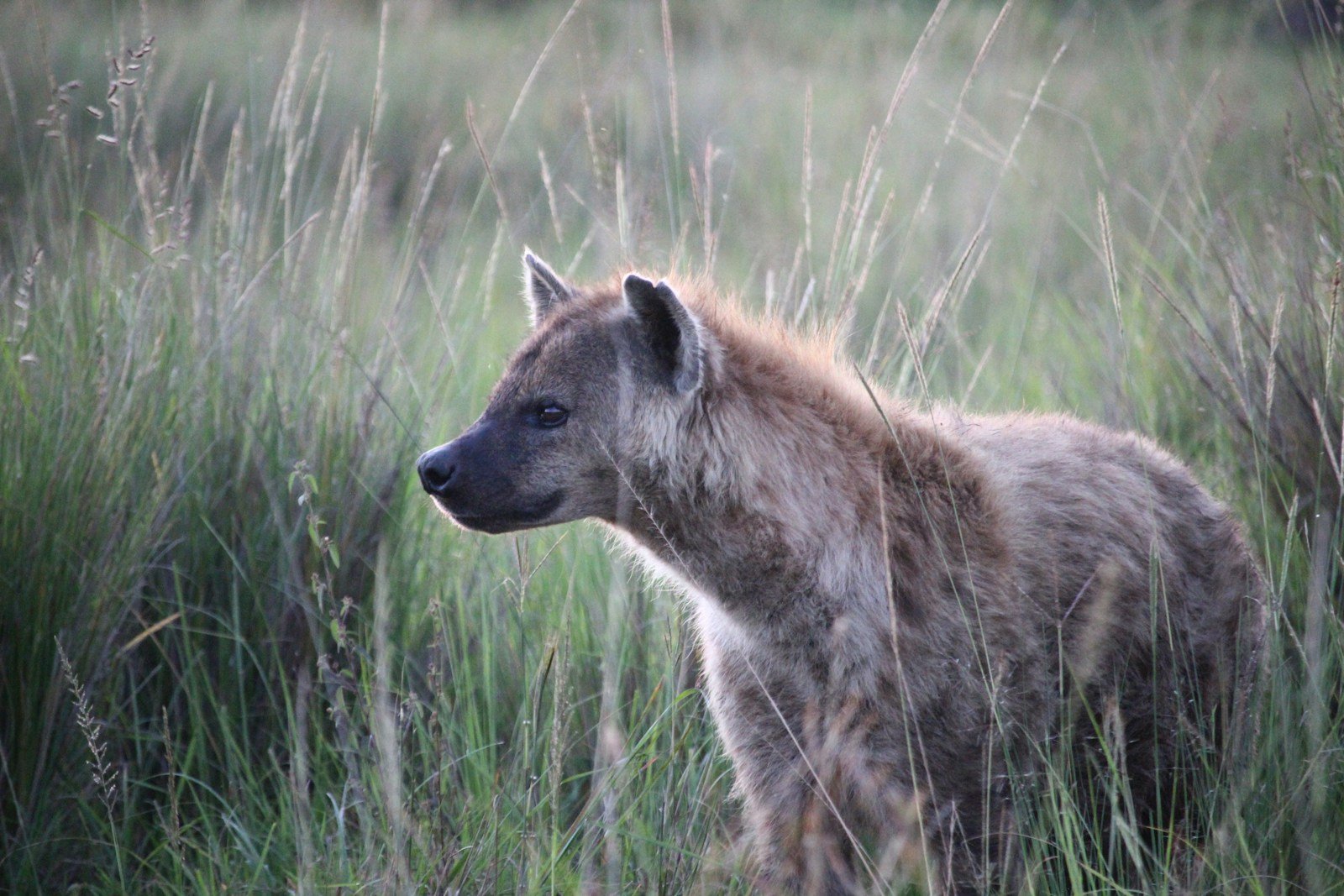 What Giant Ice Age Hyenas Teach Us About Predator Evolution