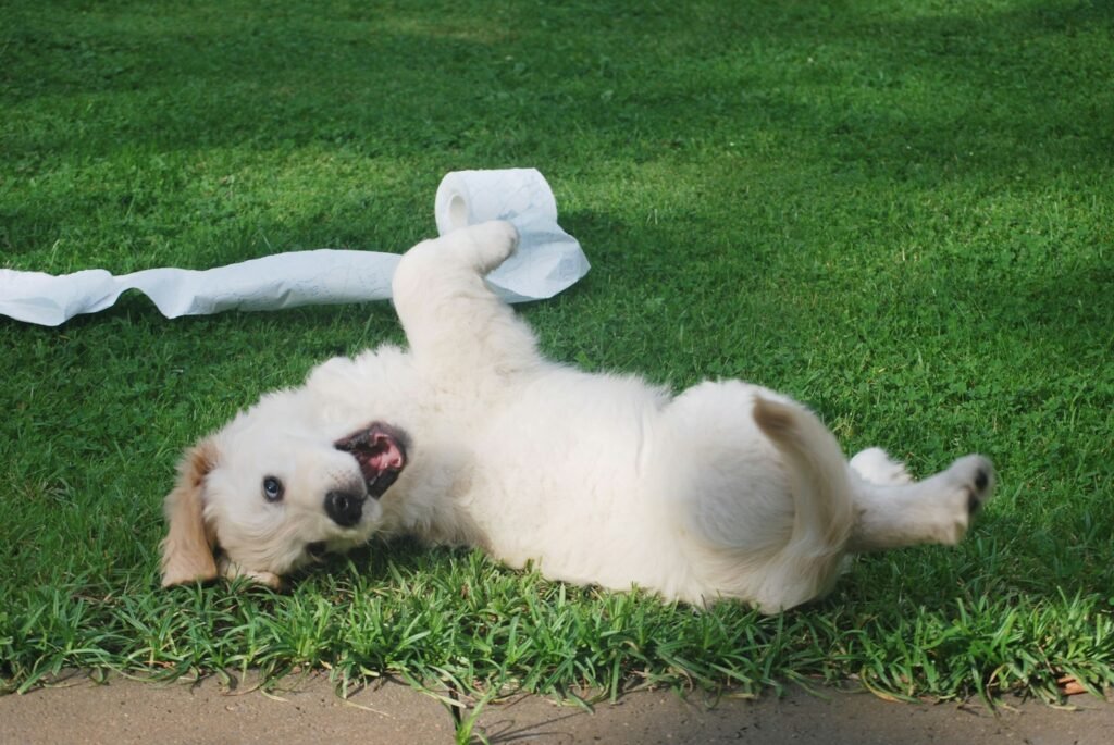 White puppy rolling on green grass.