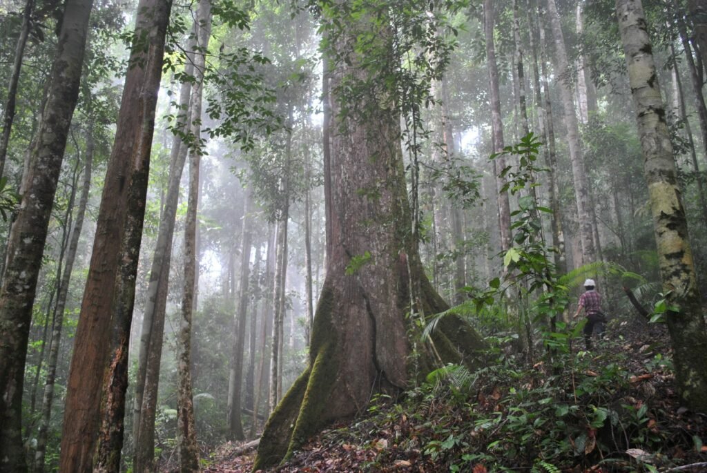Dipterocarp trees in forest during daytime.