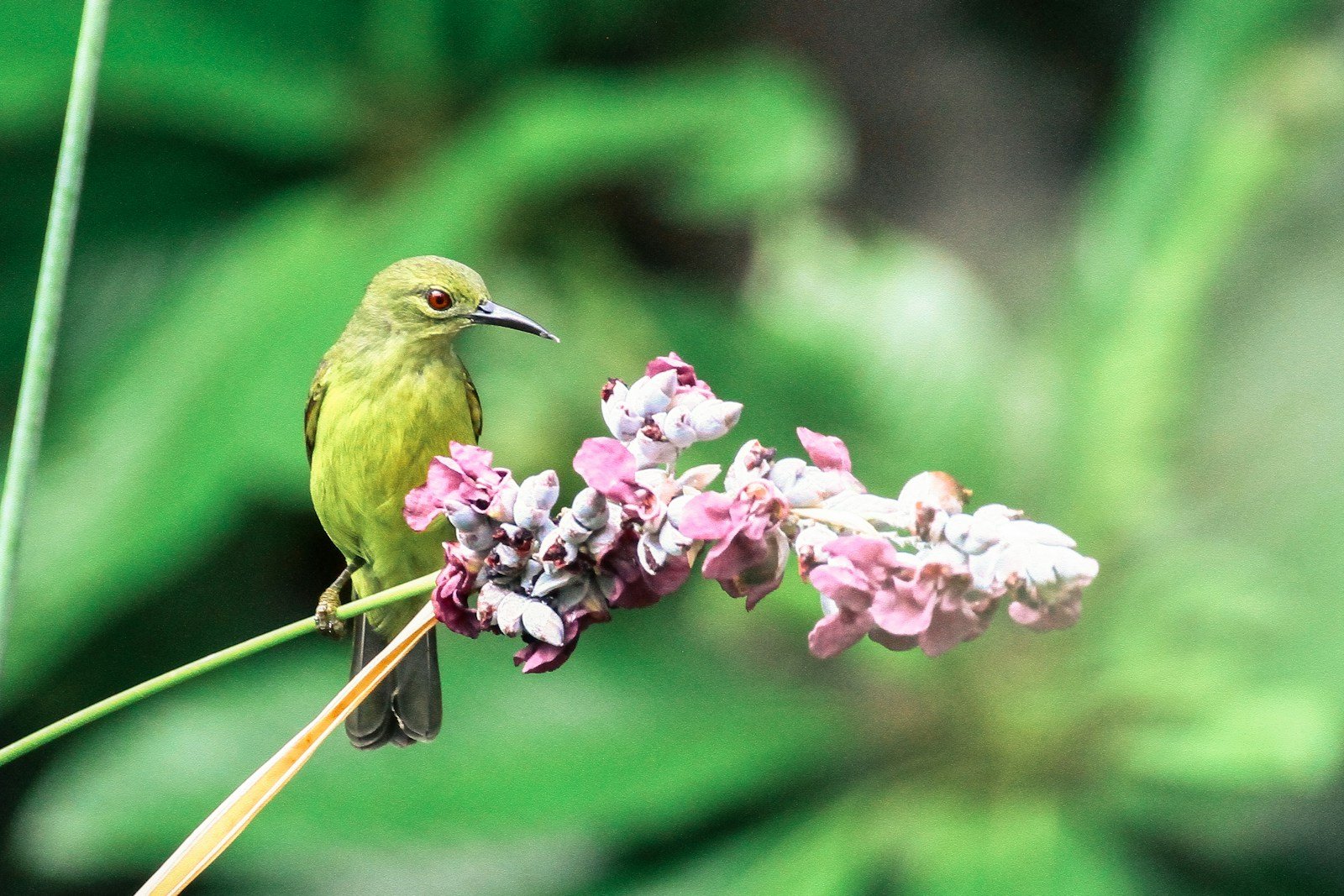 How Birds Evolved Beaks to Fit Flowers — & 3 Stunning Examples That Prove It
