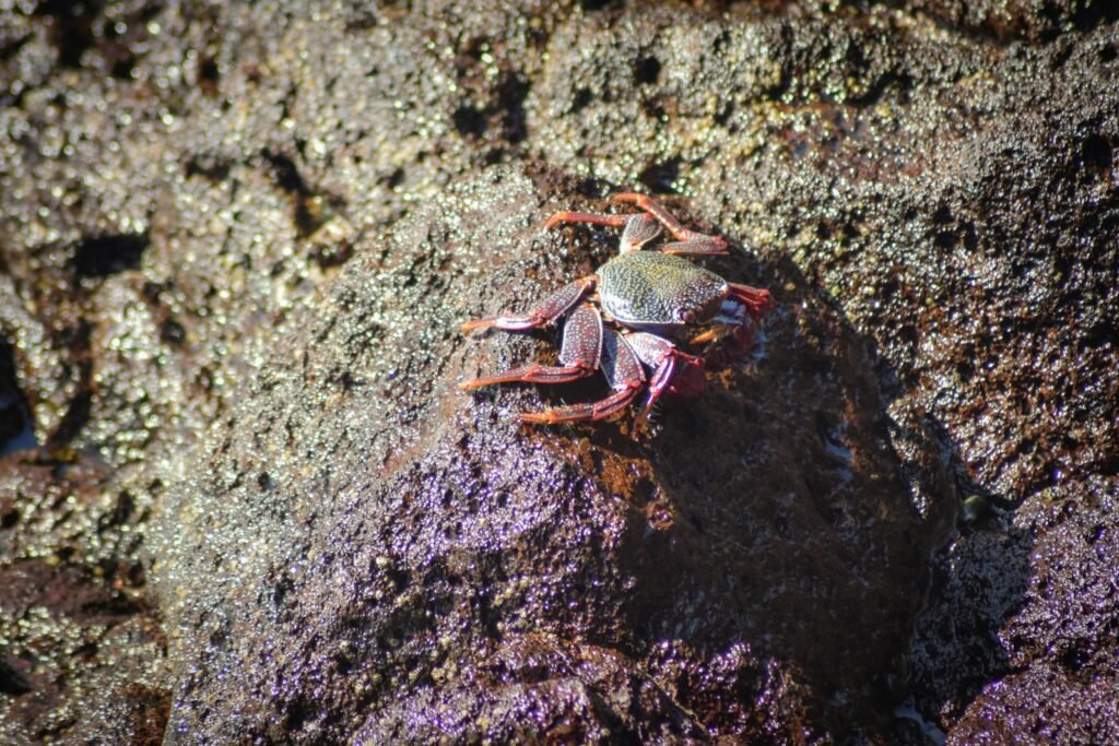 A small crab sitting on top of a rock