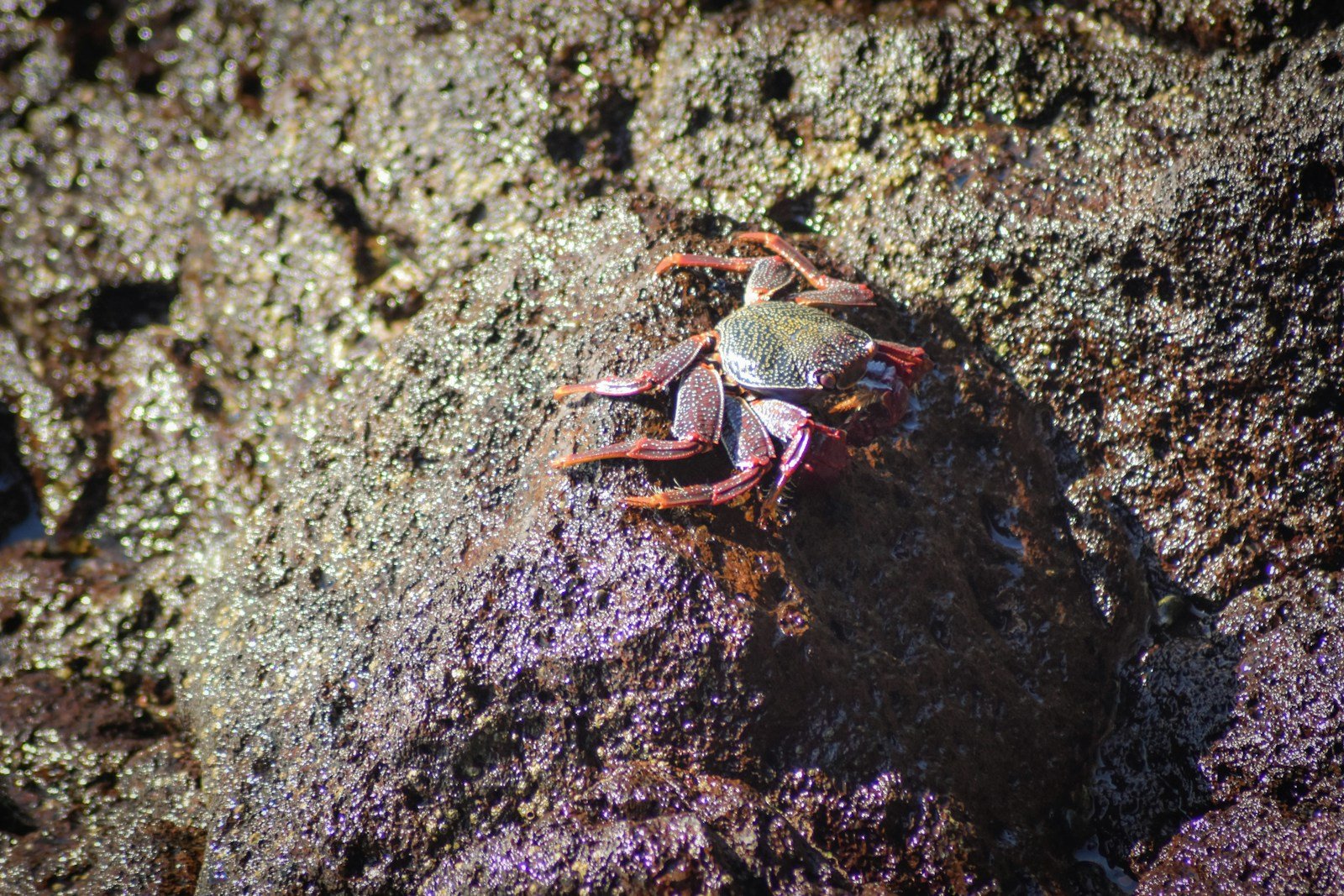 When Crabs Invade: The Chaotic March of Invasive Marine Species