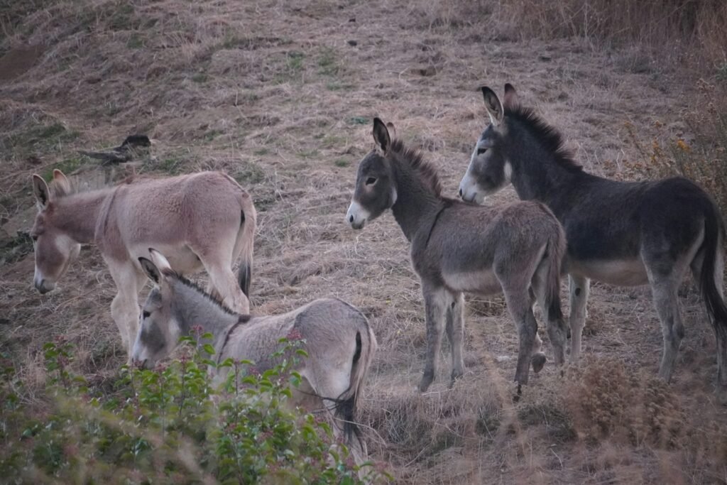 Wild donkey