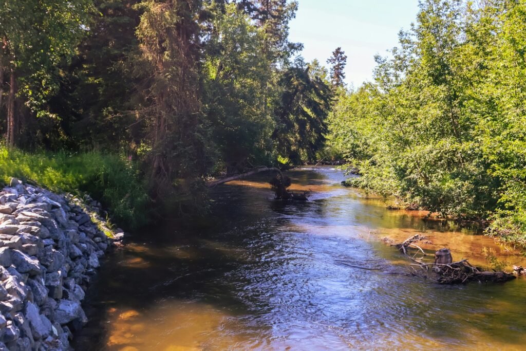 A river running through a lush green forest.