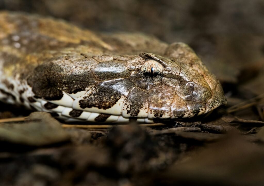 Selective focus photo gray snake.
