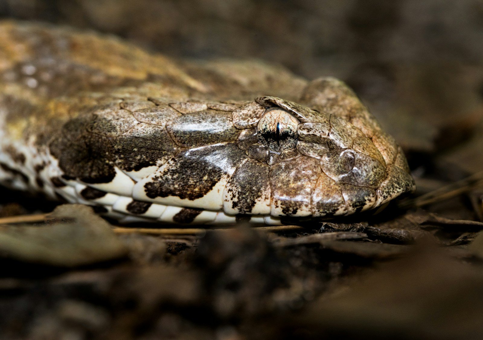 Why Snakes Are Essential for Ecosystem Balance