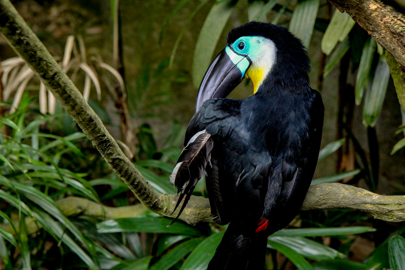 Why Hornbills Love Your Condo Balcony (Even If You Don’t Love Them Back)
