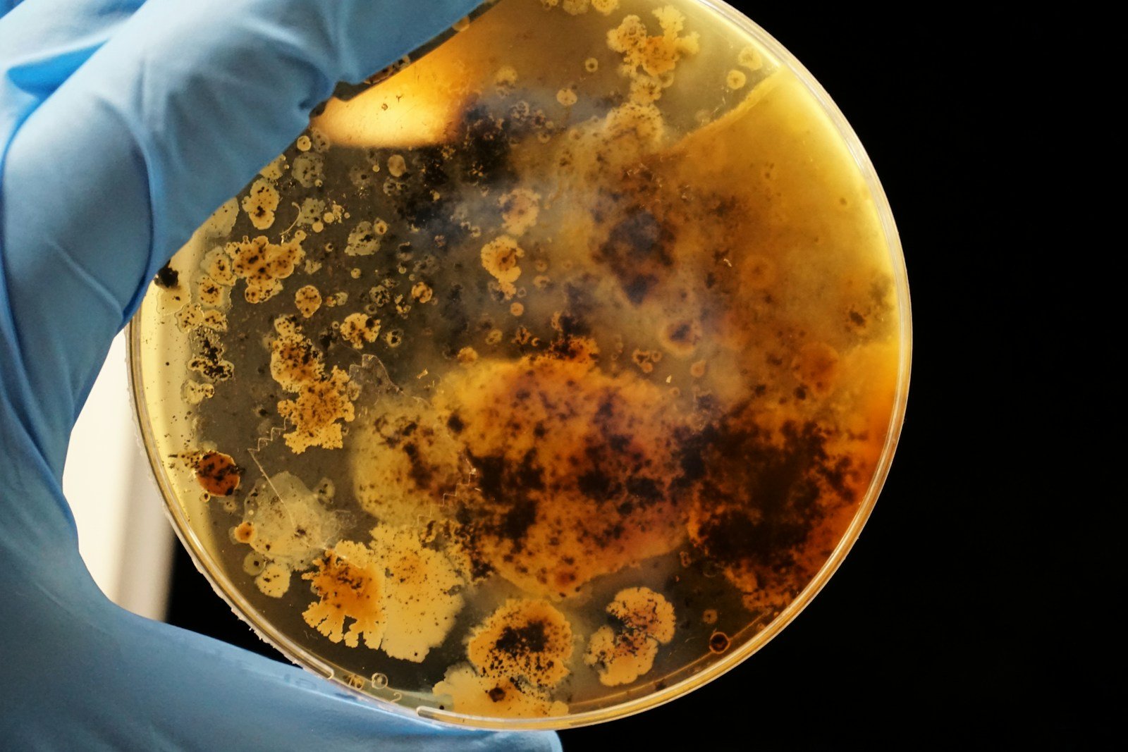 Did You Know Nanoplastics Are Rewiring Bacteria? Here’s Why We Should Worry