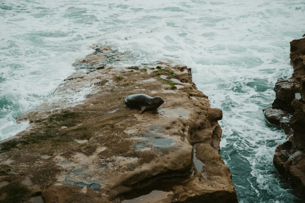 A seal rests on a rocky cliff near the ocean.