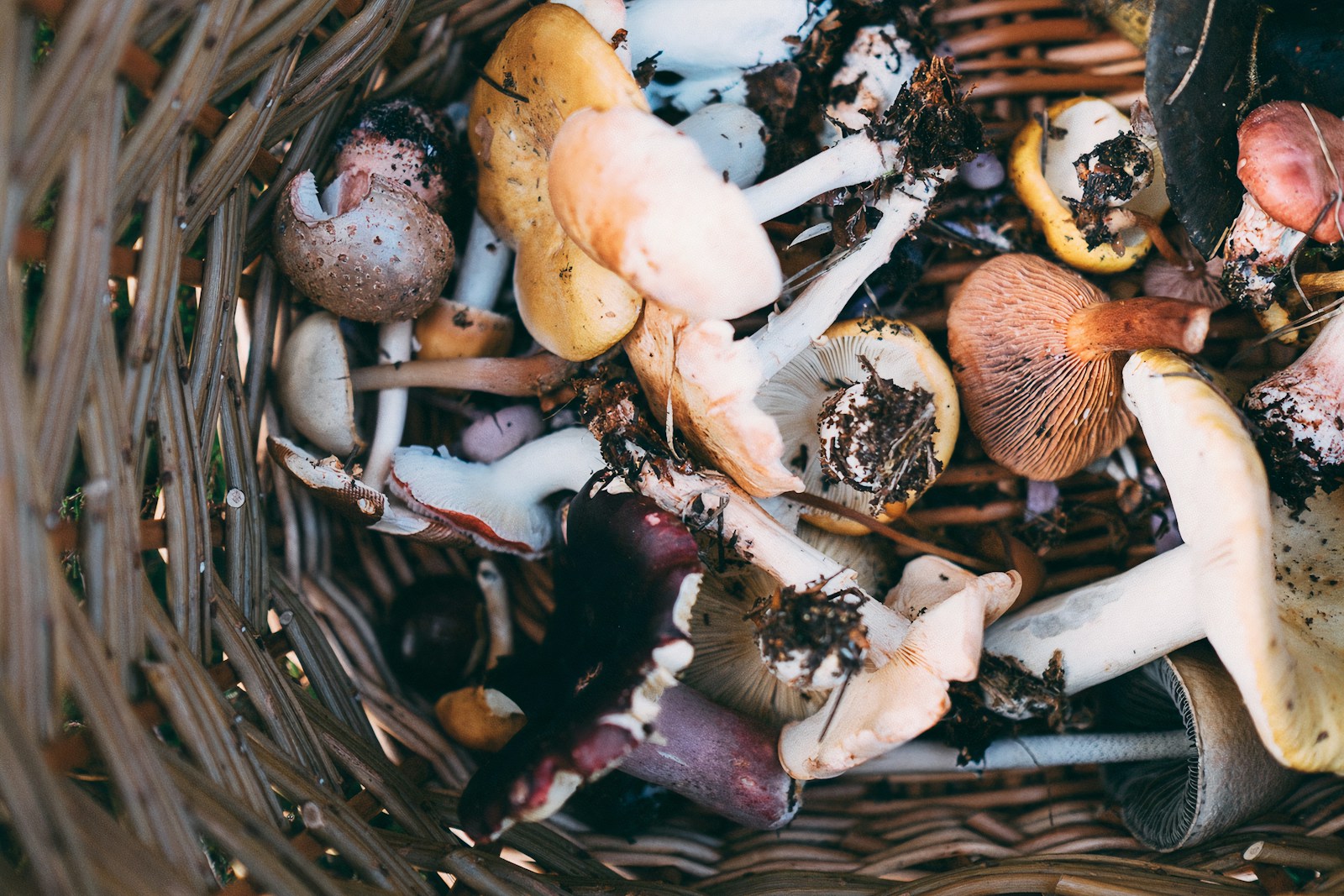 From Foraging to Fine Dining: Wild Foods That Could Inspire Your Mother’s Day Recipes