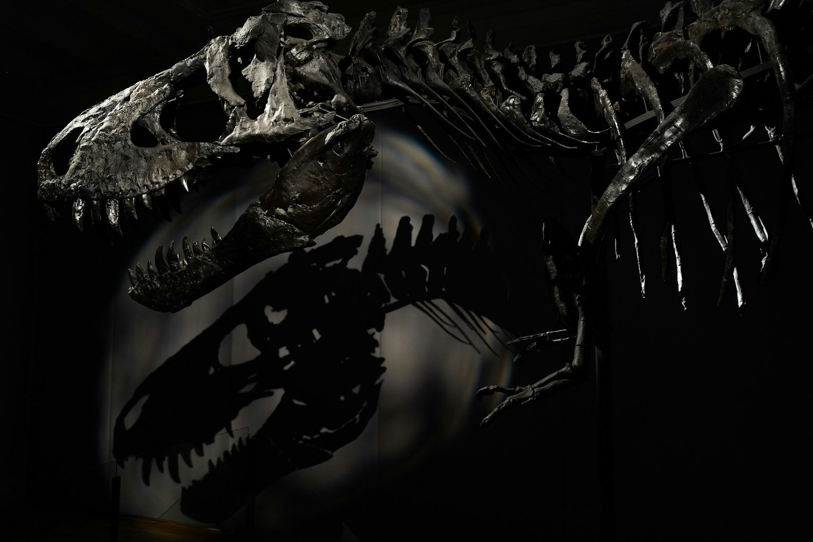 Santiago’s Dinosaur Finds: Chile’s Capital and the Creatures of the Cretaceous