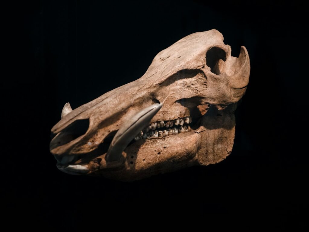 a close up of an animal skull on a black background