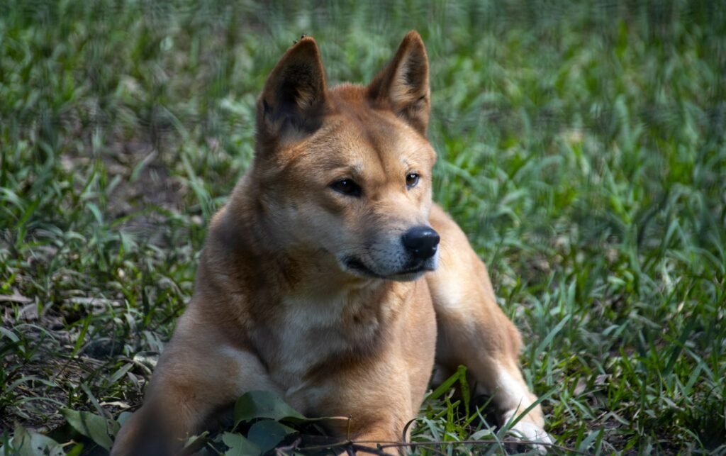 Dingo laying on top of a lush green field.