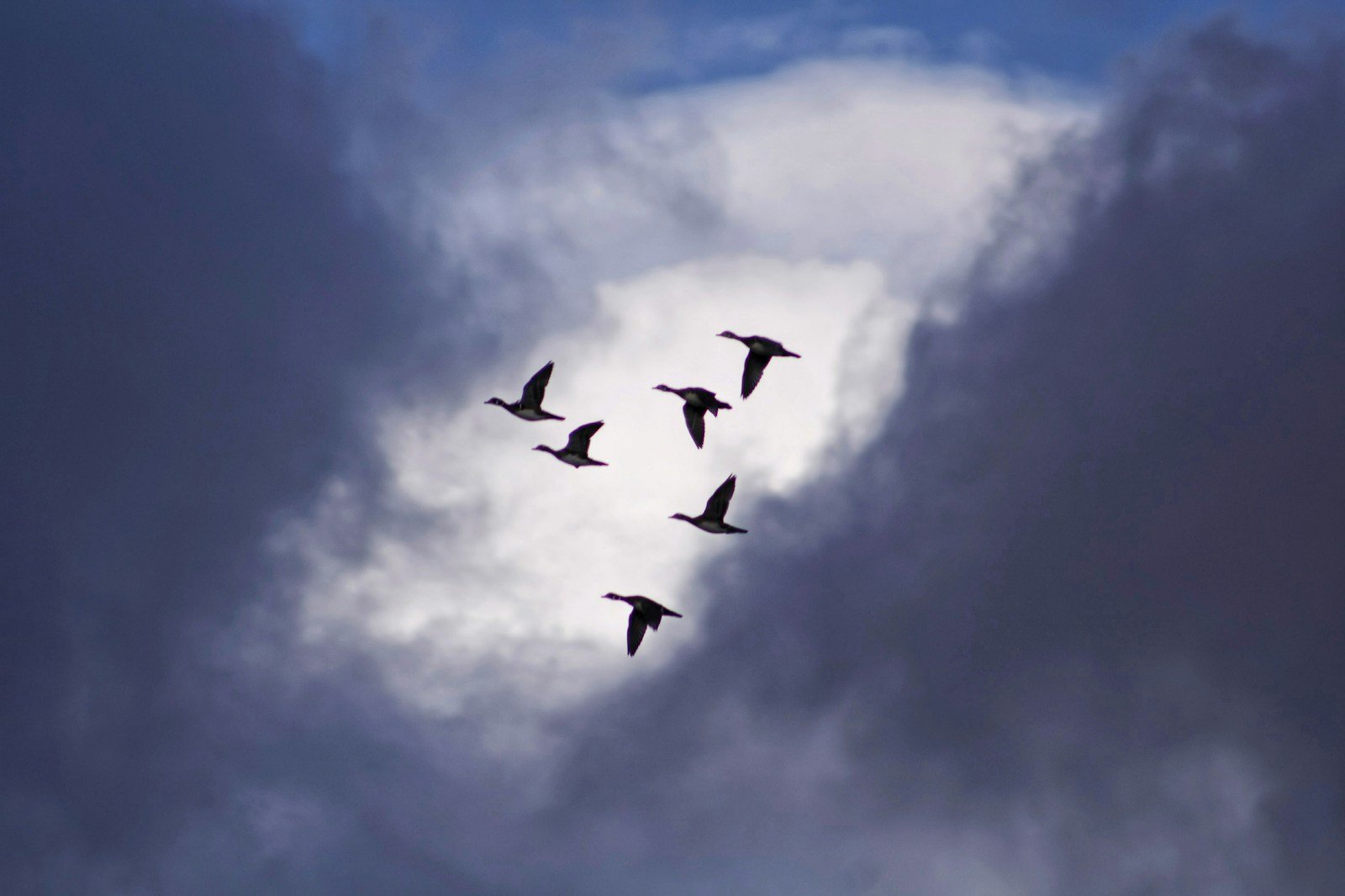 How Birds Navigate the World Without Maps: Nature’s Living Compasses Explained