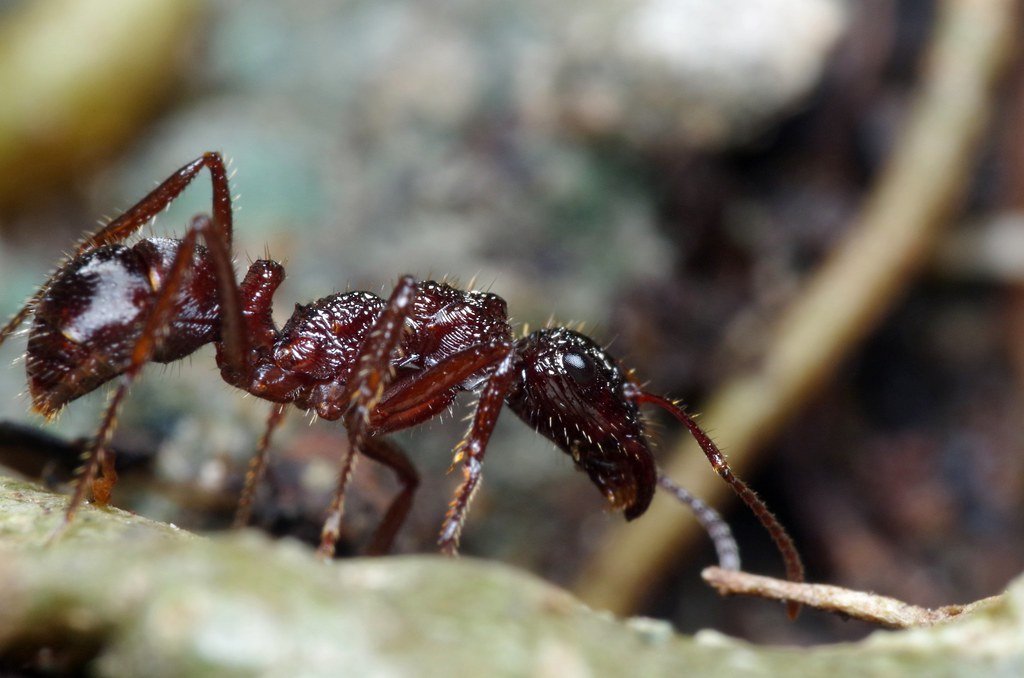 The Accidental Invasion