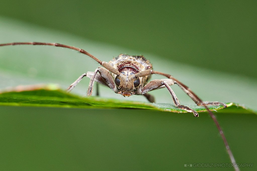 A Long Horn Beetle