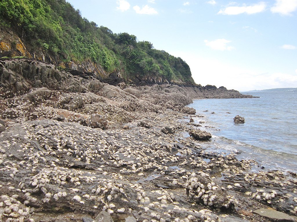 Oysters in the beach