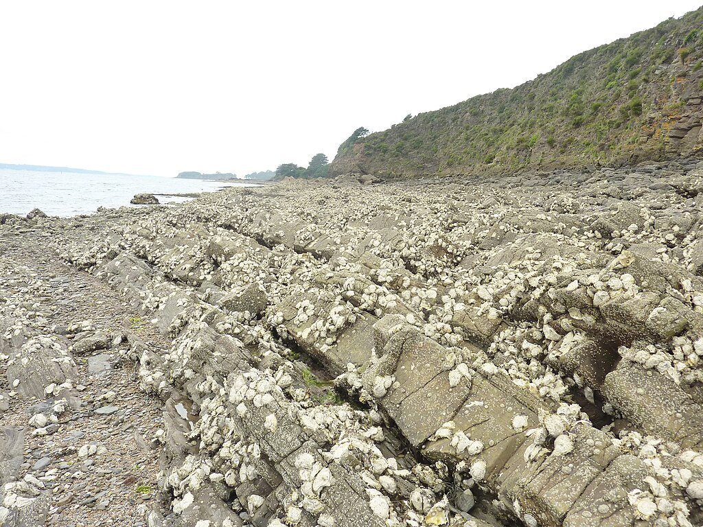 Oysters in the side of the beach