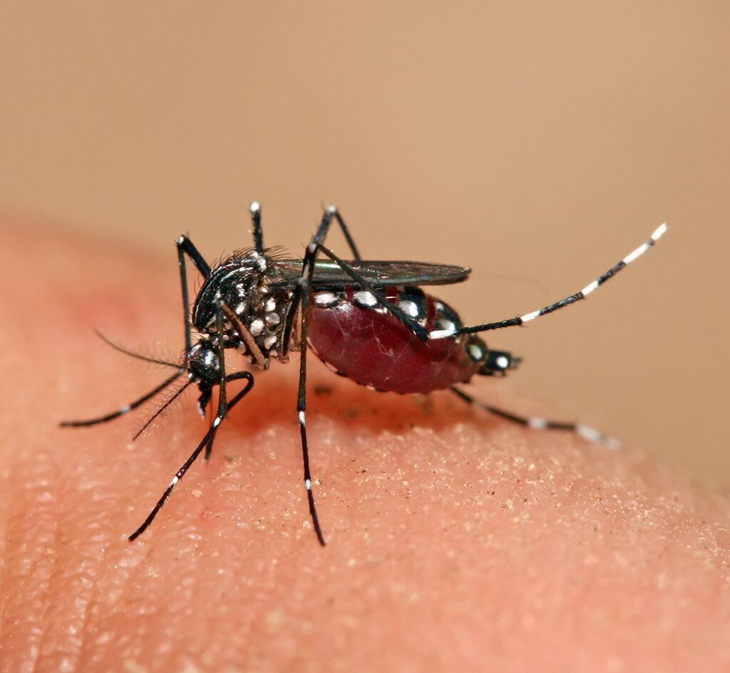 A mosquito feeding on human blood