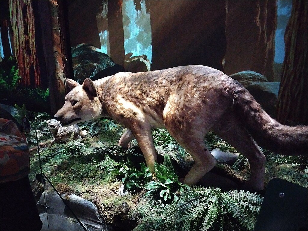 Dire wolf