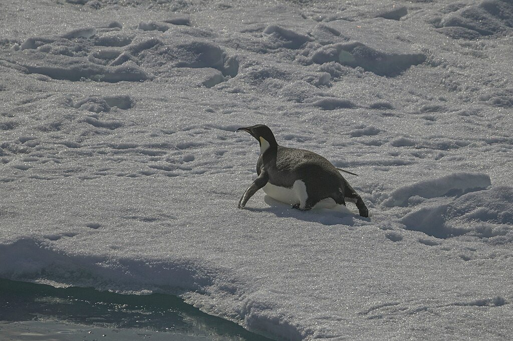 Emperor penguin on the snow