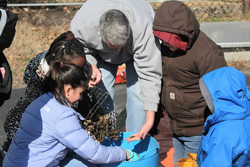 Oyster gardening