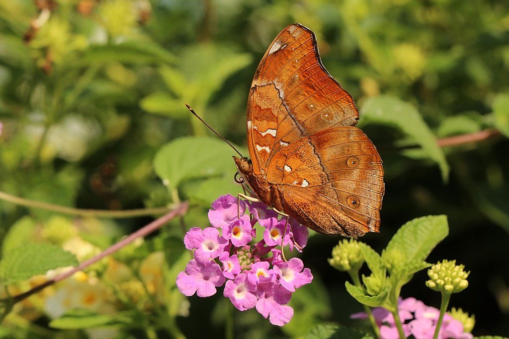 An autumn leaf butterfly on a  flower
