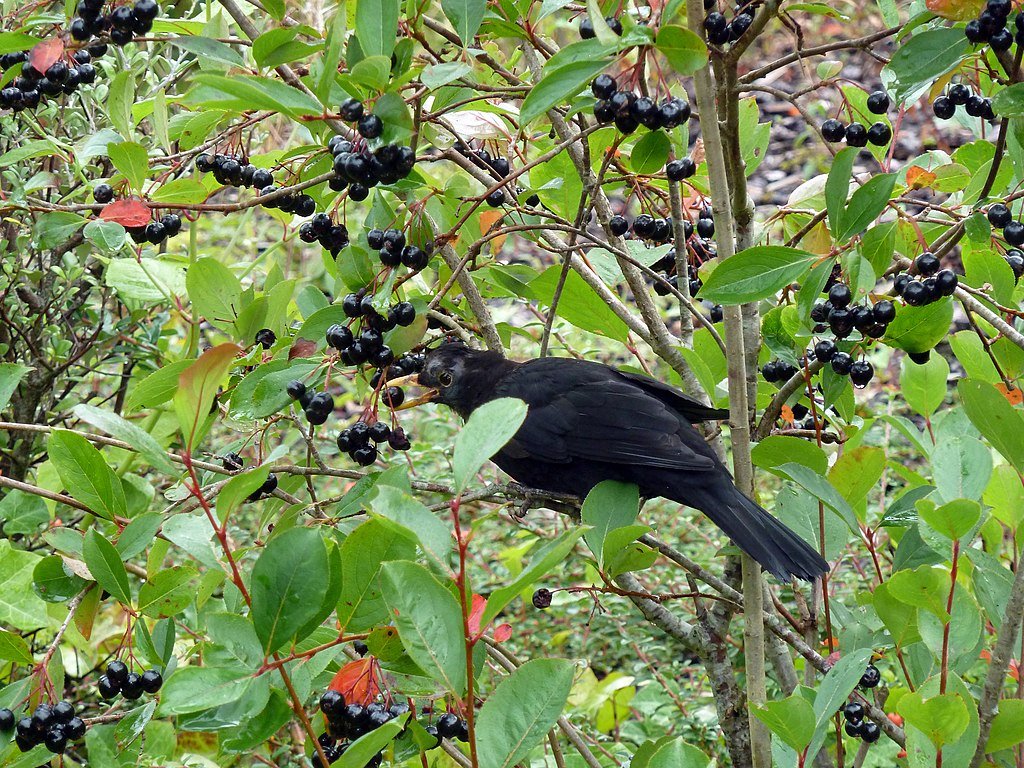 Bird eating berries