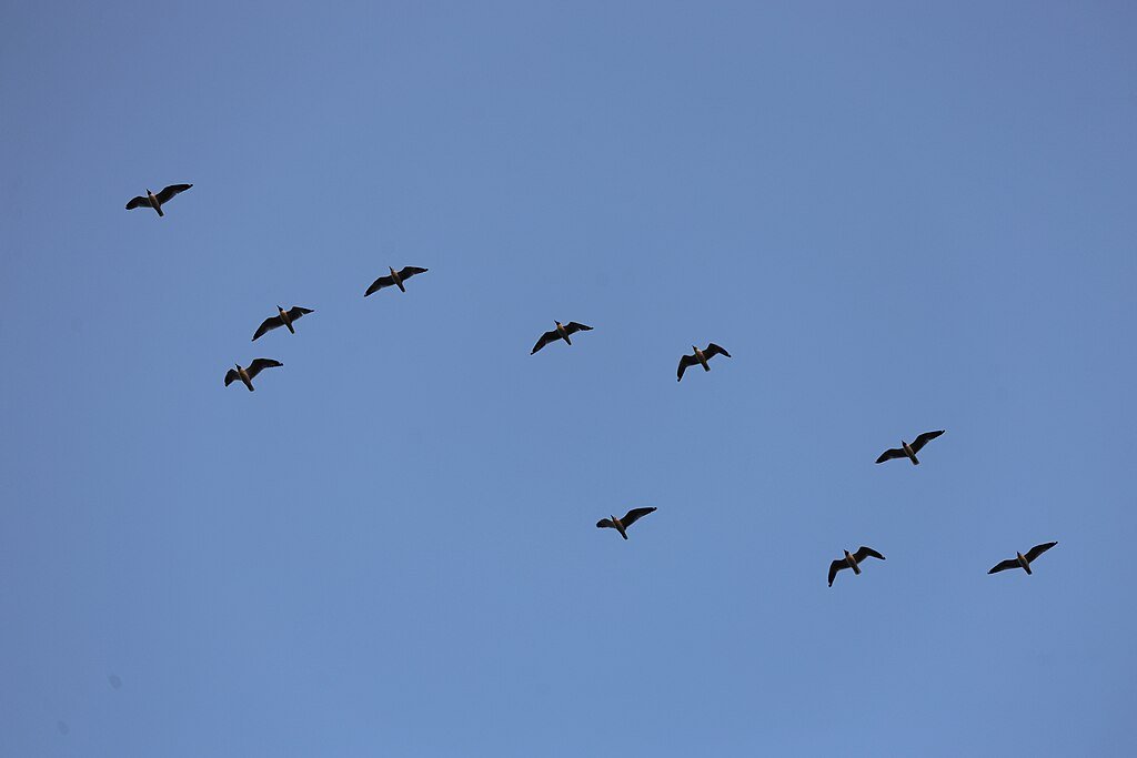 A group of birds flying
