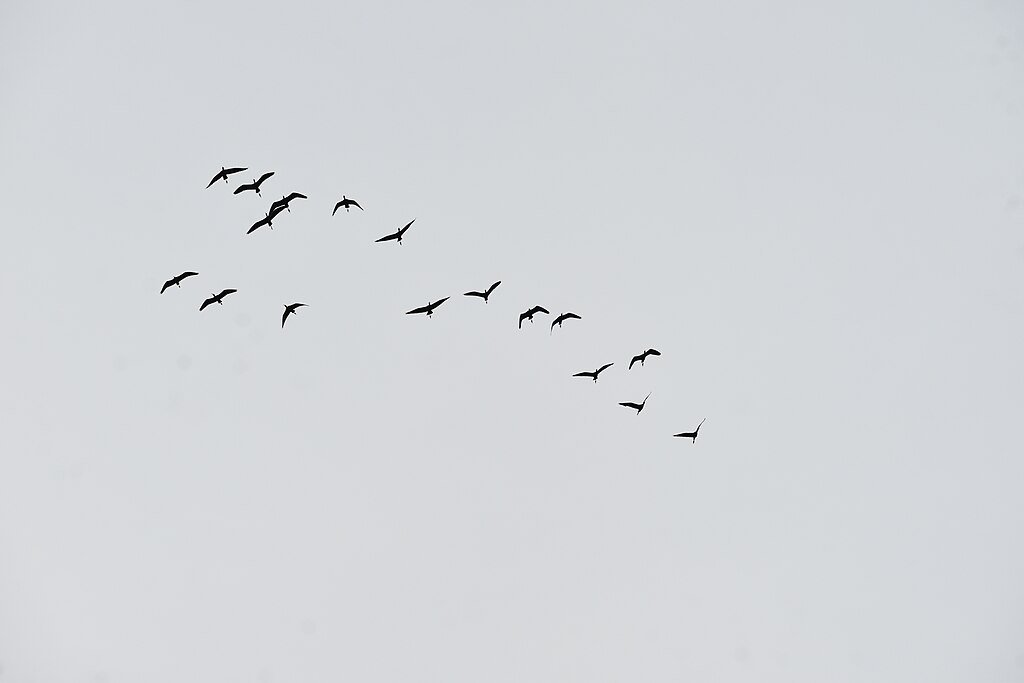 A group of birds flying together in gray sky