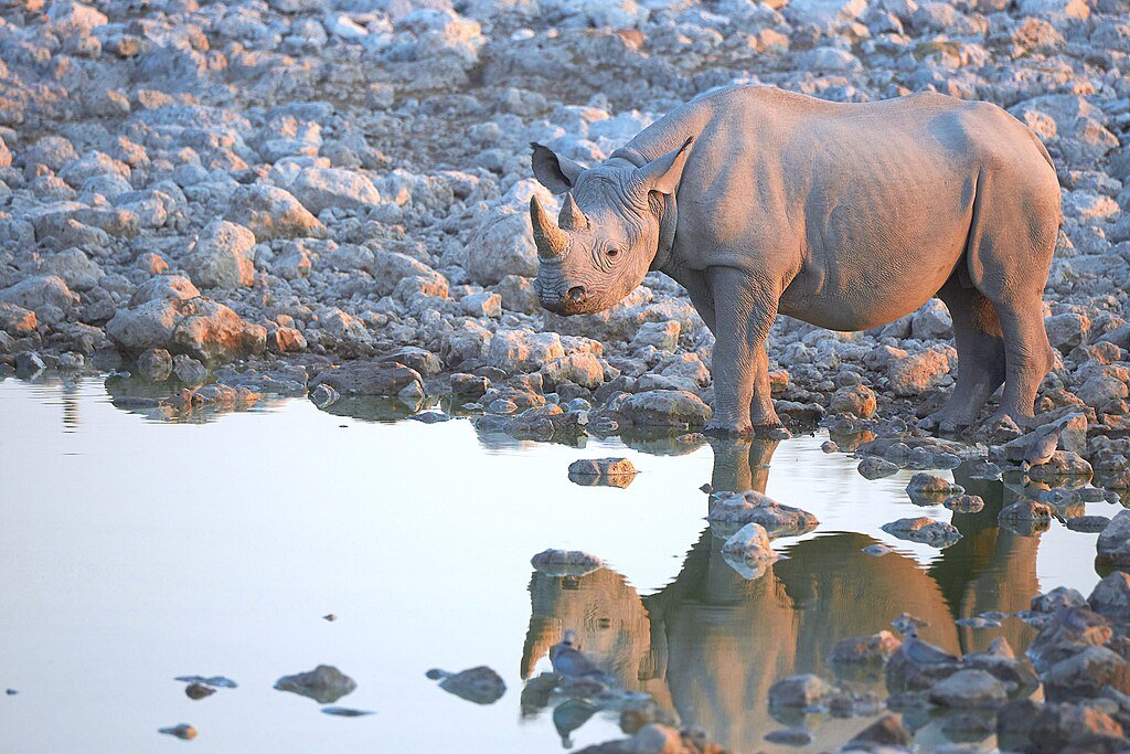 Black rhino on the rocks near a swamp