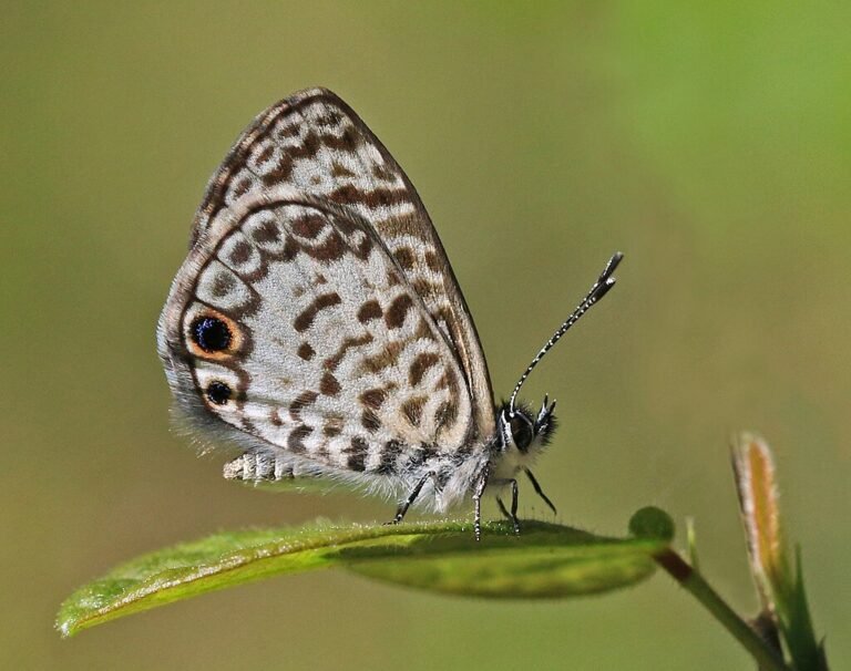 A butterfly in a leaf