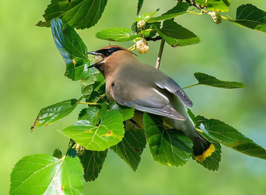 Cedar waxwing eating a mulberry