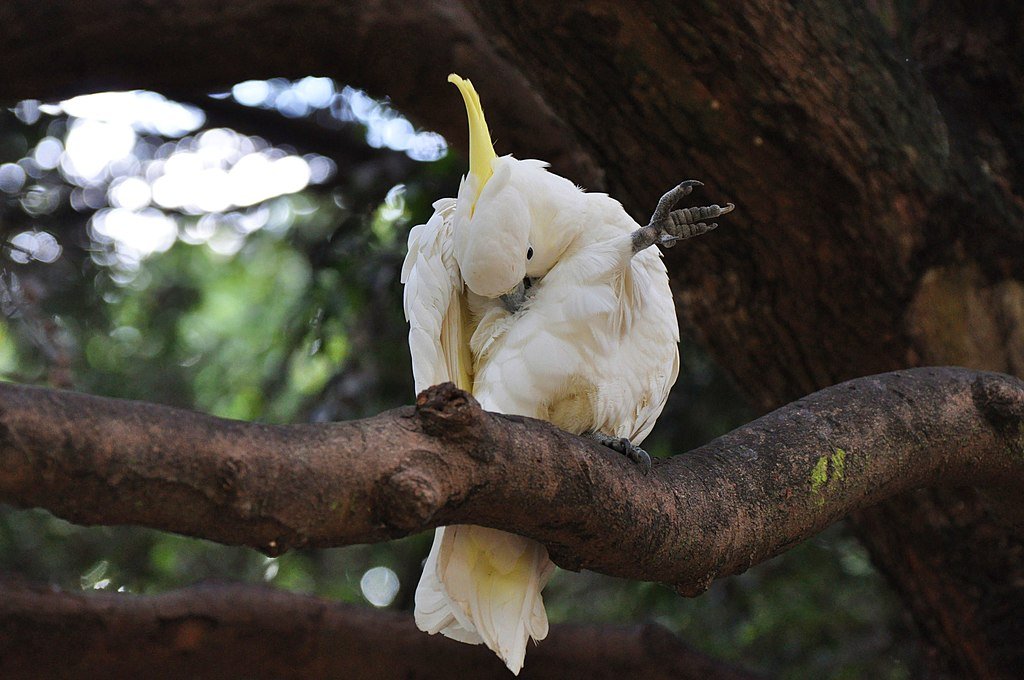 Cockatoo on a tree branch