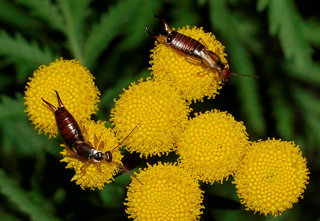 Earwigs on top of the flower
