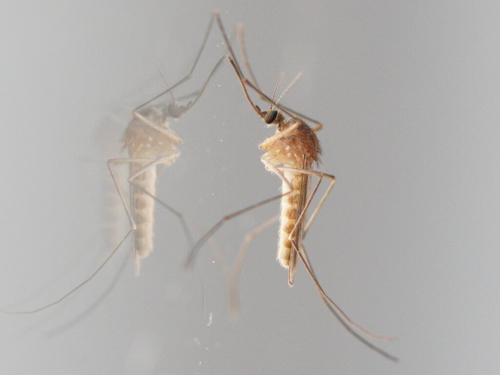 A mosquito lands on a mirror
