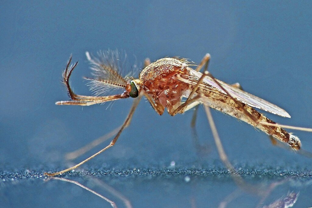 A close-up image of a Culex Mosquito