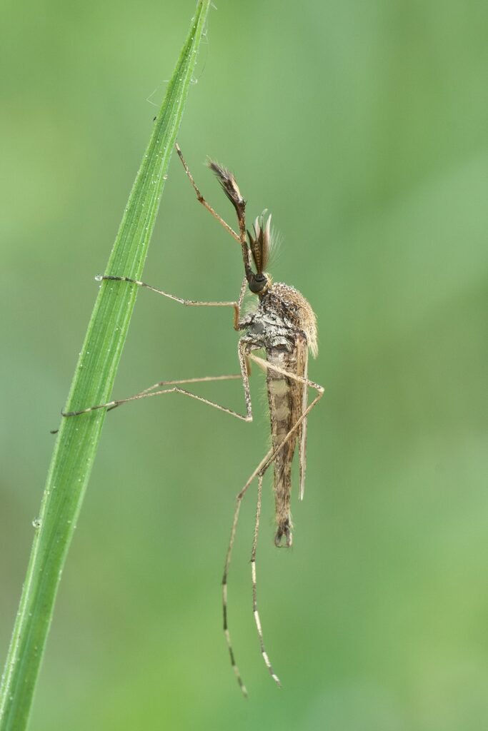A mosquito lands on a blade of grass