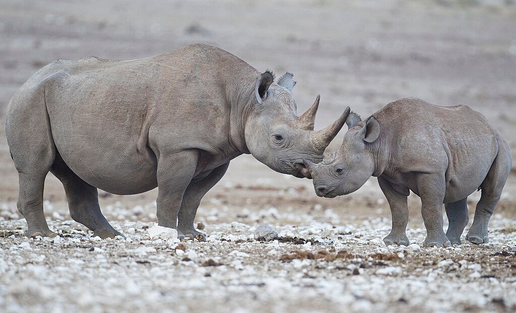 Black rhinoceros mother and calf